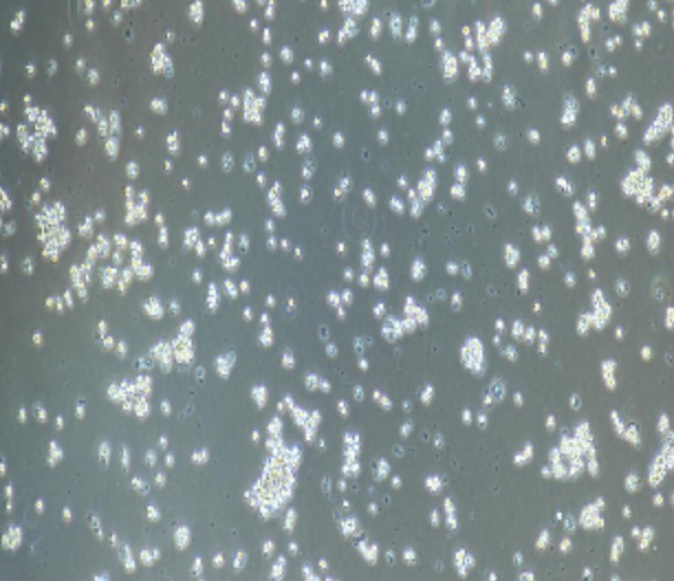 Human Primary Mononuclear Cells