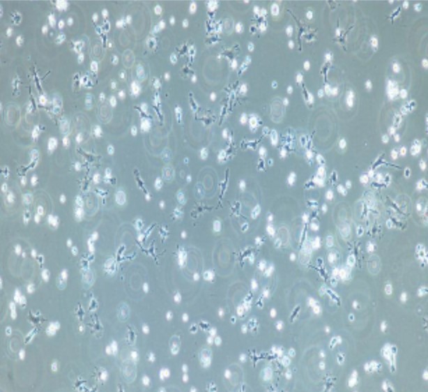 Human Primary DC Cells