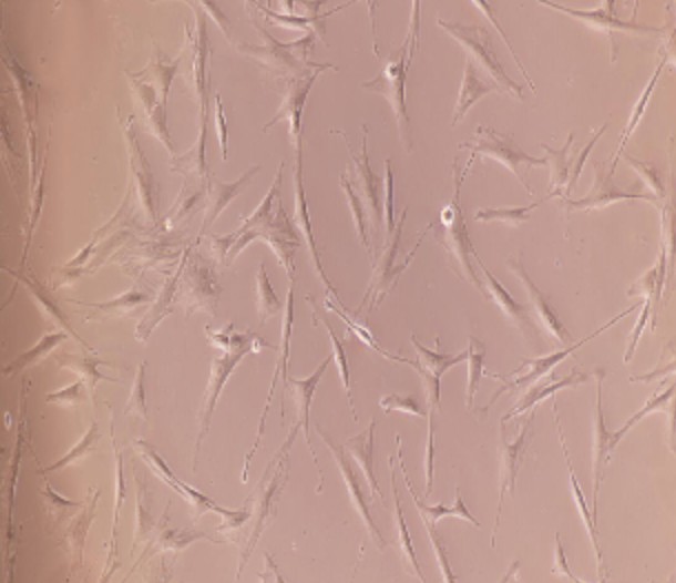 Human Primary Dental Pulp Stem Cells