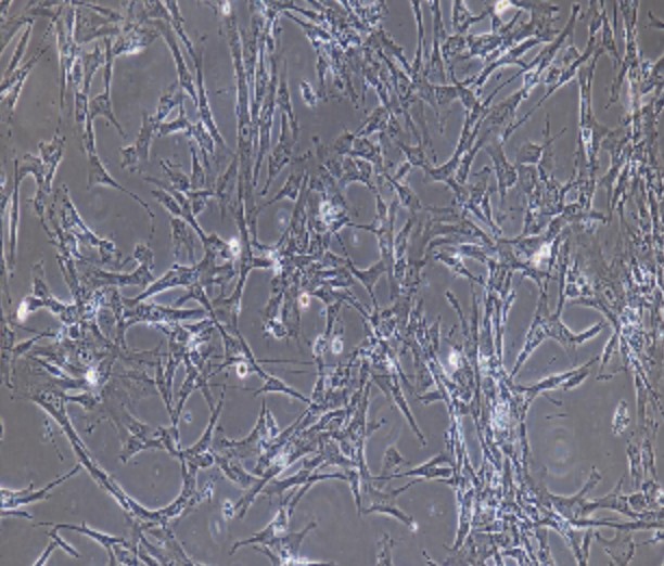 Human Primary Placental Chorionic Trophoblastic Cells