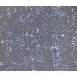 Human Primary Amniotic Epithelial Cells