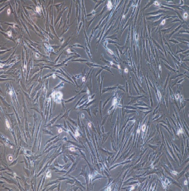 Human Primary Placental Mesenchymal Stem Cells
