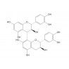 Procyanidin B3