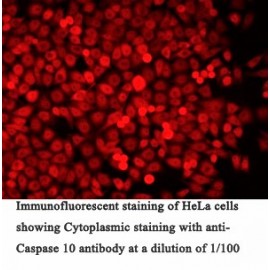 Caspase 10 Antibody (Rabbit Polyclonal)