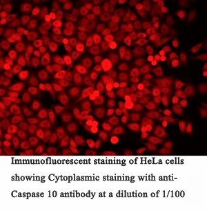Caspase 10 Antibody (Rabbit Polyclonal)