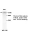 TOP2B Antibody (Rabbit Polyclonal)