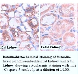 Hsp90 Antibody (Rabbit Polyclonal)