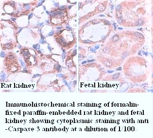 Hsp90 Antibody (Rabbit Polyclonal)