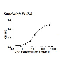 Rabbit anti-human C-reactive protein (CRP) monoclonal antibody (clone 56C1)