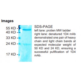 Rabbit anti-Myoglobin monoclonal antibody, clone 1D4