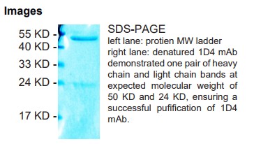 Rabbit anti-Myoglobin monoclonal antibody, clone 1D4