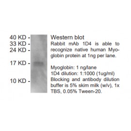 Rabbit anti-Myoglobin monoclonal antibody, clone 1D4