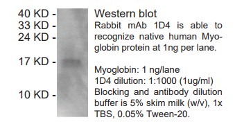 Rabbit anti-Myoglobin monoclonal antibody, clone 1D4