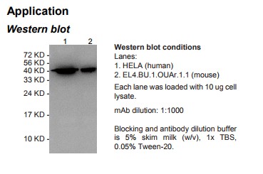 HRP conjugated Rabbit Anti-human β-Actin (ACTB) Monoclonal Antibody (clone 4C4)