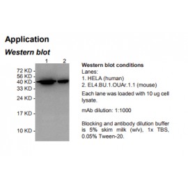 HRP conjugated Rabbit Anti-human β-Actin (ACTB) Monoclonal Antibody (clone 4C4)
