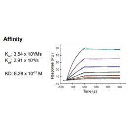 Rabbit anti-human Chemokine (C-C motif) ligand 18 (CCL18) monoclonal antibody, clone 5G8