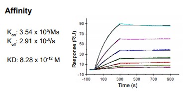 Rabbit anti-human Chemokine (C-C motif) ligand 18 (CCL18) monoclonal antibody, clone 5G8