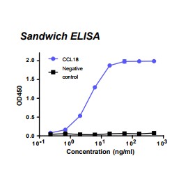 Rabbit anti-human Chemokine (C-C motif) ligand 18 (CCL18) monoclonal antibody, clone 5G8