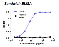 Rabbit anti-human Chemokine (C-C motif) ligand 18 (CCL18) monoclonal antibody, clone 5G8