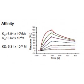 Rabbit anti-human Chemokine (C-C motif) ligand 18 (CCL18) monoclonal antibody, clone 12B9