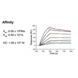Rabbit anti-human Chemokine (C-C motif) ligand 18 (CCL18) monoclonal antibody, clone 12F3