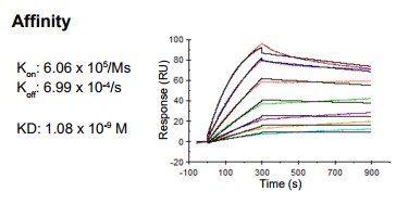 Rabbit anti-human Chemokine (C-C motif) ligand 18 (CCL18) monoclonal antibody, clone 12F3