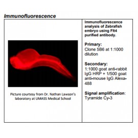 Rabbit anti-zebrafish Flt4 Monoclonal Antibody Clone 5B6