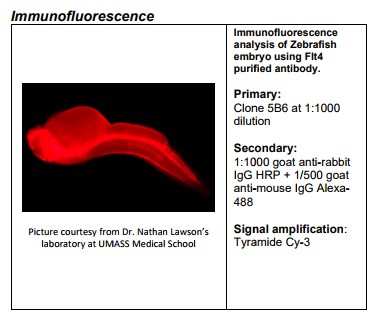 Rabbit anti-zebrafish Flt4 Monoclonal Antibody Clone 5B6