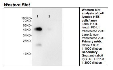 Rabbit anti-human PD-L1 Monoclonal Antibody Clone 11G7