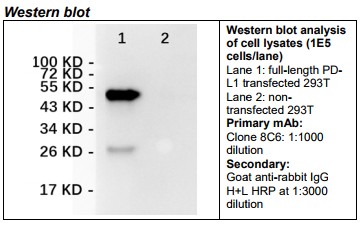 Rabbit anti-human PD-L1 Monoclonal Antibody Clone 8C6