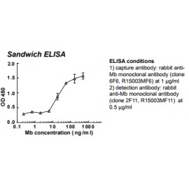 Rabbit anti-human Myoglobin (Mb) monoclonal antibody (clone 2F11)