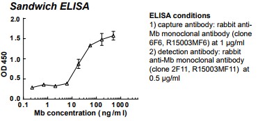 Rabbit anti-human Myoglobin (Mb) monoclonal antibody (clone 2F11)