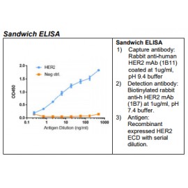 Rabbit anti-human HER2 Monoclonal Antibody Clone 1B11