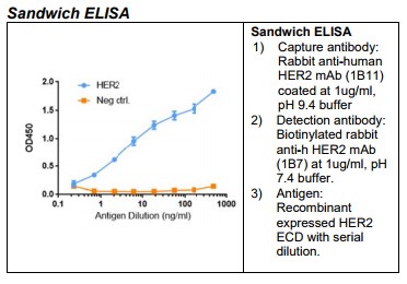 Rabbit anti-human HER2 Monoclonal Antibody Clone 1B11