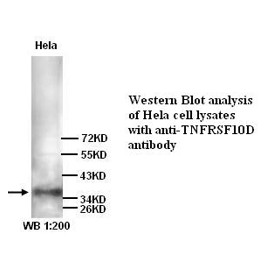 TNFRSF10D Antibody (Rabbit Polyclonal)