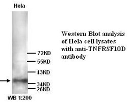 TNFRSF10D Antibody (Rabbit Polyclonal)