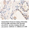 ADAMTS3 Antibody (Rabbit Polyclonal)