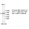 AMPKI Antibody (Rabbit Polyclonal)