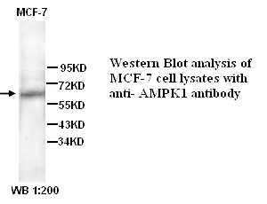 AMPKI Antibody (Rabbit Polyclonal)