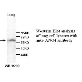 ANG4 Antibody (Rabbit Polyclonal)