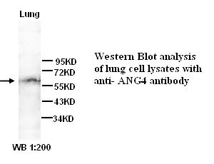 ANG4 Antibody (Rabbit Polyclonal)