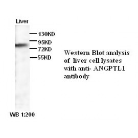 ANGPTL1 Antibody (Rabbit Polyclonal)