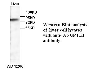 ANGPTL1 Antibody (Rabbit Polyclonal)