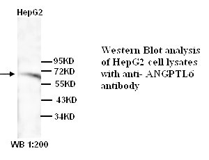 ANGPTL6 Antibody (Rabbit Polyclonal)