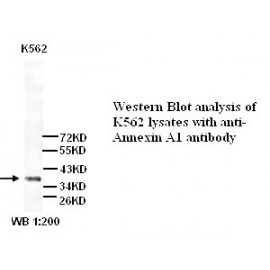 Annexin A1 Antibody (Rabbit Polyclonal)