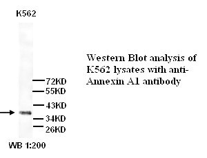Annexin A1 Antibody (Rabbit Polyclonal)