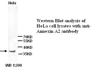 Annexin A2 Antibody (Rabbit Polyclonal)