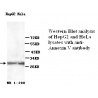 Annexin V Antibody (Rabbit Polyclonal)