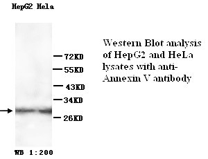 Annexin V Antibody (Rabbit Polyclonal)