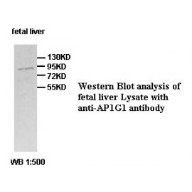 AP1G1 Antibody (Rabbit Polyclonal)